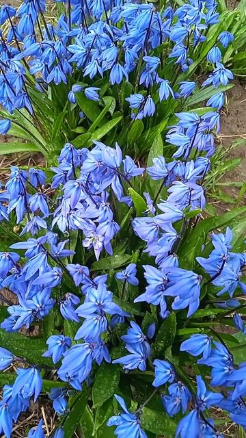 Голубая пролеска в апреле: чем подкормить для яркости цветения