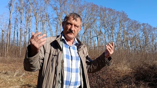 как омолодить жимолость