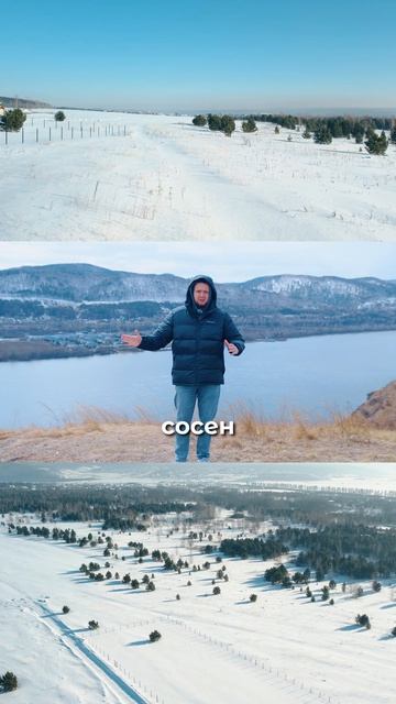 О посёлке в сосновом лесу Ясная Поляна Красноярск