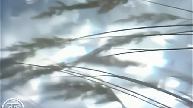 Твоя нежность