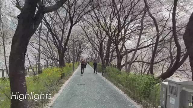 Цветущая сакура в Сеуле, Корея 🌸  Расслабляющая прогулка в Янчжэчхоне (2026)