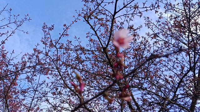 Калининград, цветёт сакура 🌸