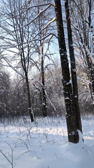 Зима в парке. 2026 г. 03