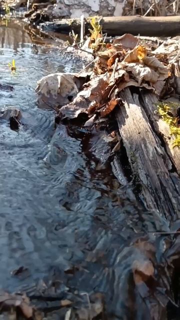 Прямо медитация 😎

#лес #ручей #звук #живой_звук_ #атмосфера #журчат #влесу #весна #апрель #веснедор