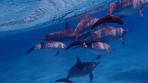 Дельфины в Вади Гемаль,Марса Алам,Красное Море.Египет.2. 10.04.26