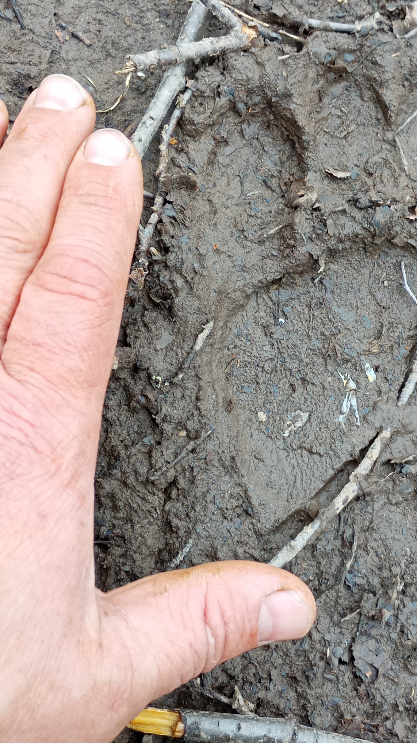 Мишка косолапый пришёл.