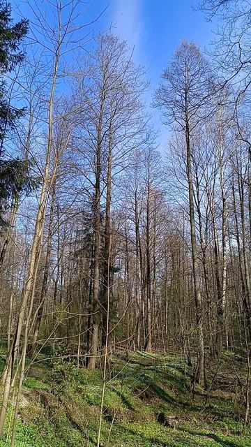 Весна в Шуваловском парке_2. С-Пб_Апрель 2026 год