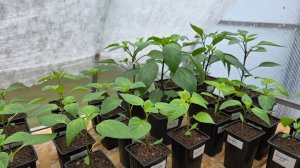 ОБЗОР ТЕПЛИЦЫ-РАССАДНИКА 19 АПРЕЛЯ 2026.