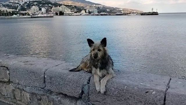 г. Ялта. Набережная. апрель 2025 год.