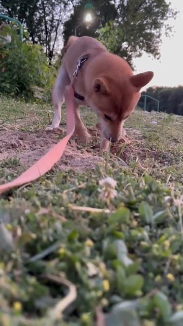 землеройкп