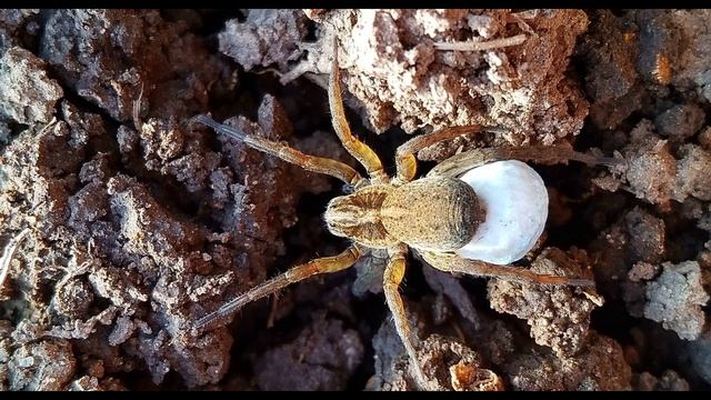 П. Коэльо. Разговор с пустыней о любви. Алхимик. Фрагмент 18 из 23