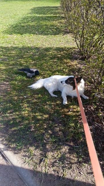 А вот так попробуем