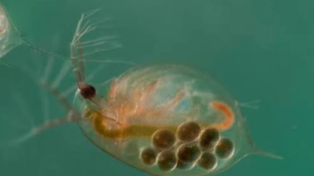 водяная блоха и ещё чудо😲