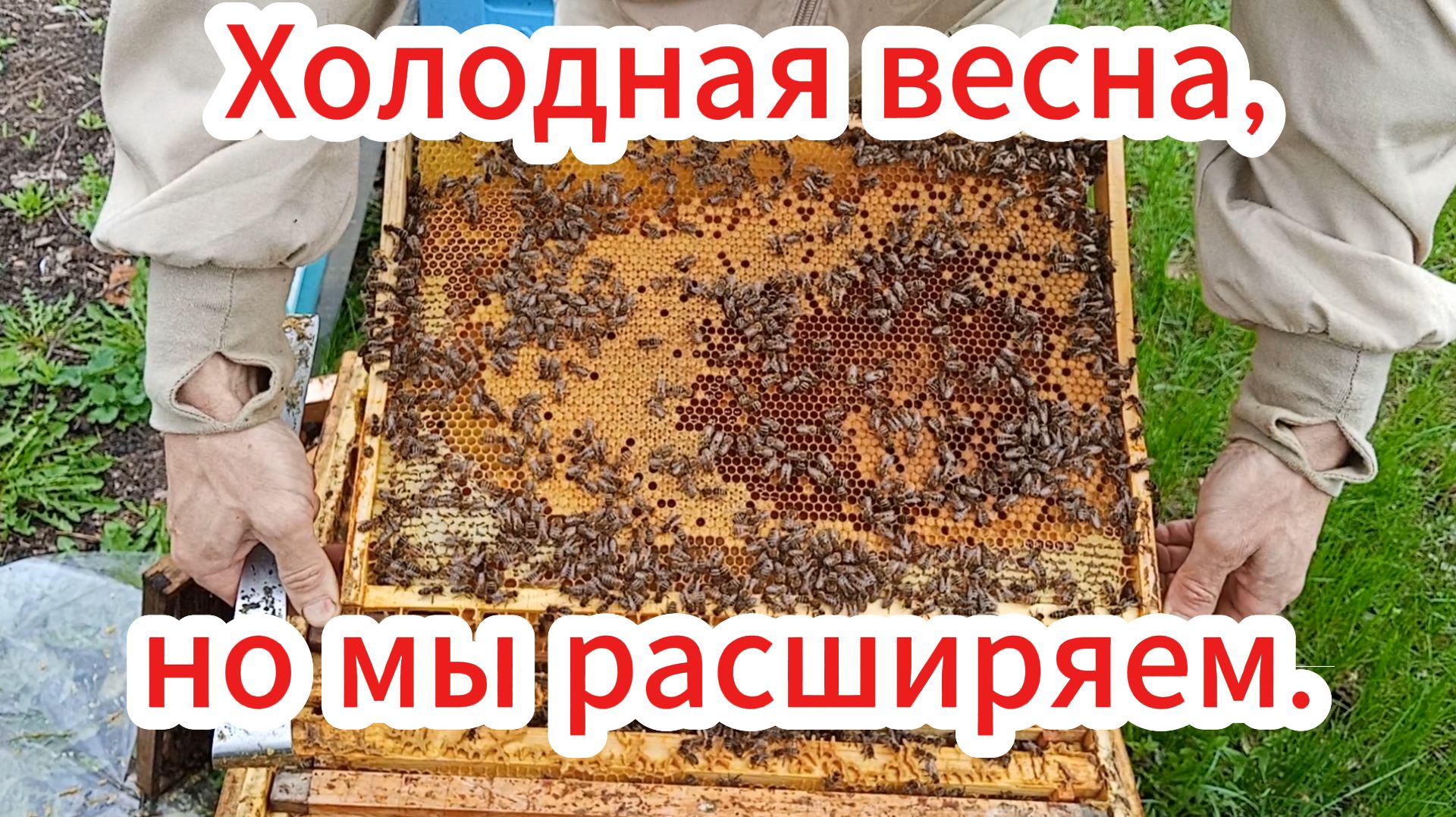 18.04.2026. весеннее развитие пчелосемей.