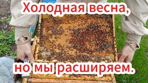 18.04.2026. весеннее развитие пчелосемей.