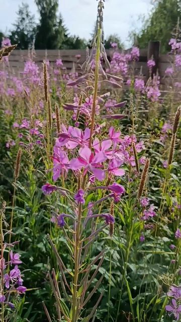 главный взяток