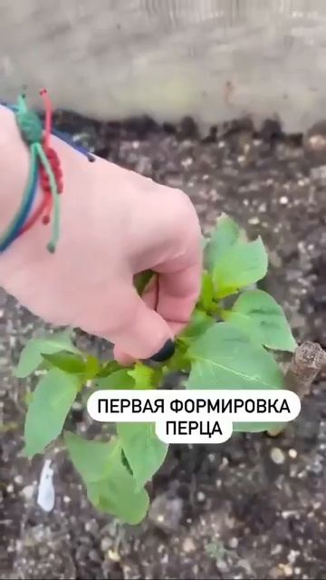 Первая формировка перца