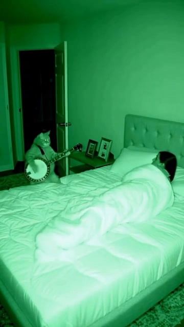 Whiskers Back At It 2 Am