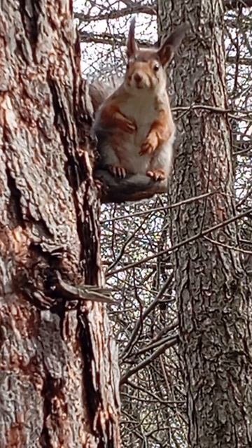 18.04.26. воробьи, белочка, конная полиция