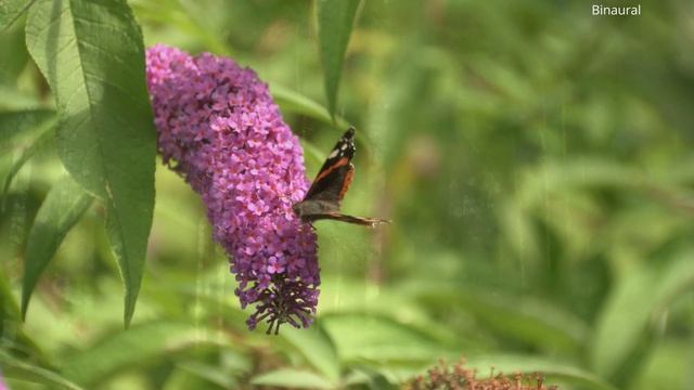 Душа природы (бинуральное звучание)