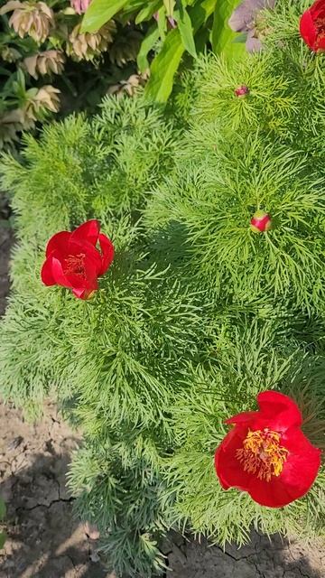 🌺 ПИОН Тонколистный / ВОРОНЕЦ 🌺.