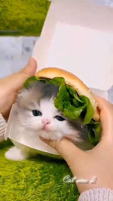 Один крошечный пушистый комочек — миллион причин для улыбки