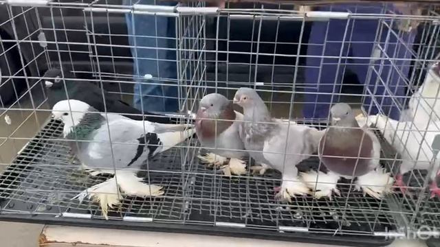 ярмарка голубей славянск-на-кубани 19.04.2026