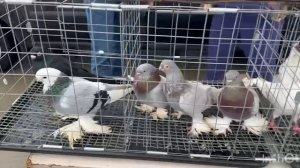 ярмарка голубей славянск-на-кубани 19.04.2026