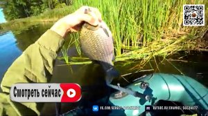 Рыбачу в камыше на Дедовскую Снасть!