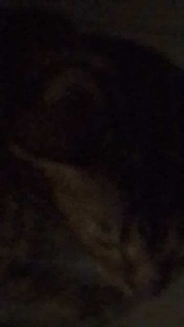 Шурик (серый)