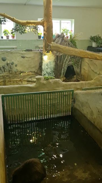 Бобры Воронежского бобронариума