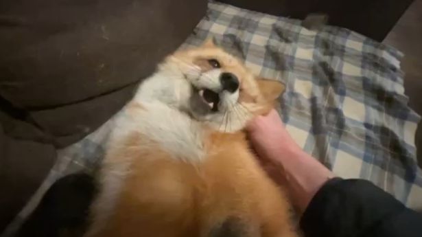 Лиса-Алиса. Вечернее чесание лисы на диване