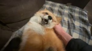 Лиса-Алиса. Вечернее чесание лисы на диване