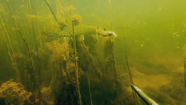 Щука- канибал.