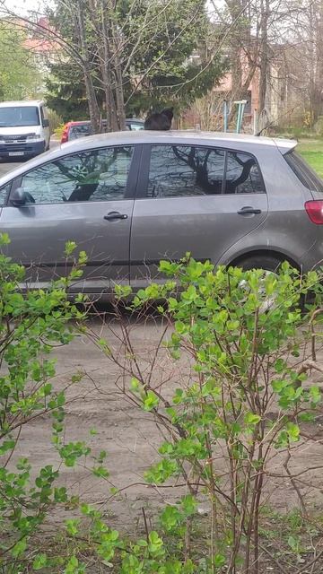 Кошка на крыше автомобиля