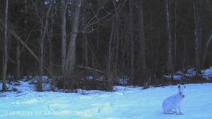 Проба пера: первые кадры с фотоловушек!