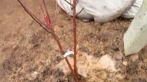 КАК ОБРЕЗАТЬ САЖЕНЦЫ. ПРИ ВЫСАДКЕ ВЕСНОЙ. #ВиталийОрех #Виталий7соток