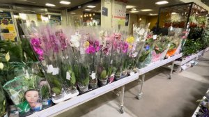 Обзор РАСТЕНИЙ в строительном магазине 😍#орхидеи