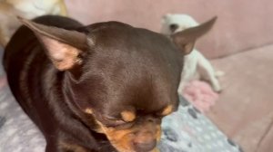 То спят дружно, то носятся друг за другом.