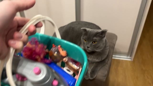 Идём в магазин котиков