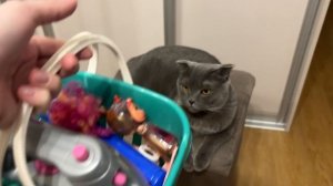 Идём в магазин котиков