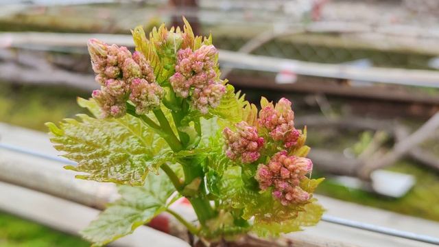 ЧЁРНАЯ РОЗА!🍇 АПОФИС!🍇 И ДРУГИЕ НОВИНКИ НА 19 АПРЕЛЯ! Telegram, WhatsApp, Vlber и MAX +79528500417