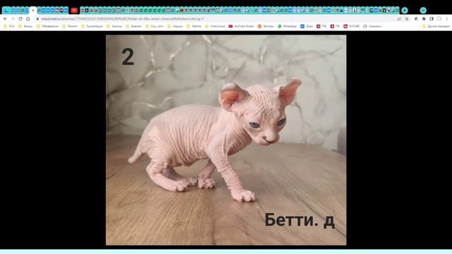 Котята питомник кошек  ЭЛЕОНОРА