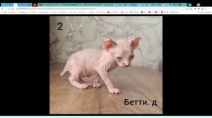 Котята питомник кошек  ЭЛЕОНОРА