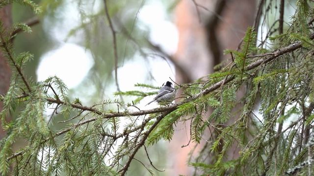Московки и Зяблик