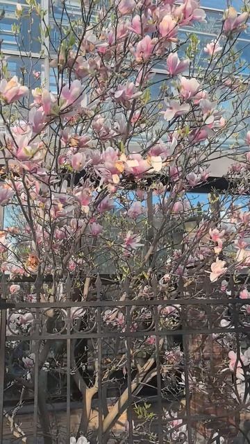 Мы не ищем красоту. Она сама находит нас. 🌸🌸🌸🌺