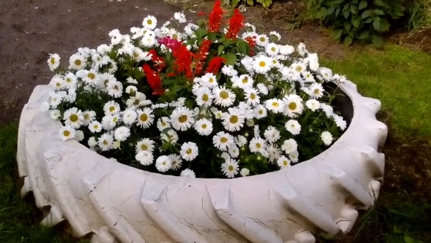 Астры и сальвия - прекрасное сочетание для цветущего сада