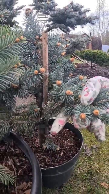 Голубые ели с жёлтым приростом.