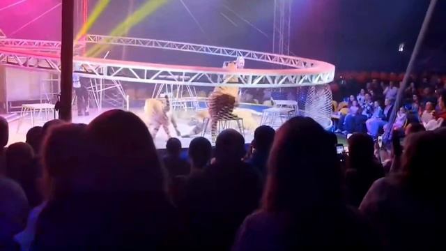 Тигр выпрыгнул к зрителям во время выступления в цирке в Ростове-на-Дону