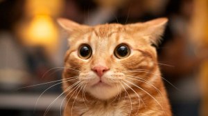 😻Смешные ЖИВОТНЫЕ!😻ПОДБОРКА ТОП 🤣Смешные коты и собаки💯